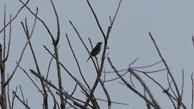 Ak Yanaklı Barbet - ML618945168