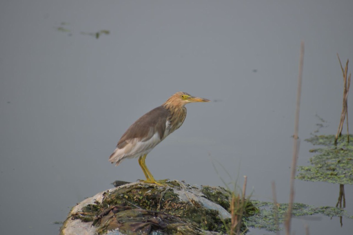Indian Pond-Heron - ML618945169