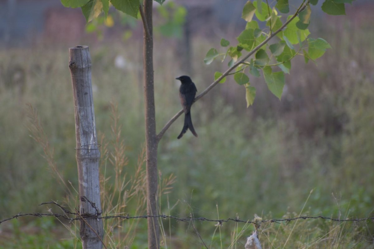 Black Drongo - ML618945177