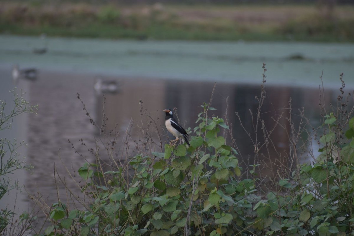 Indian Pied Starling - ML618945199