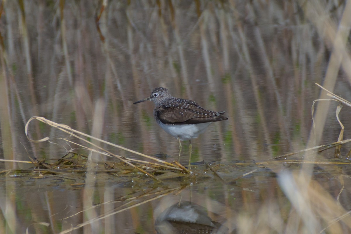 Solitary Sandpiper - ML618945216