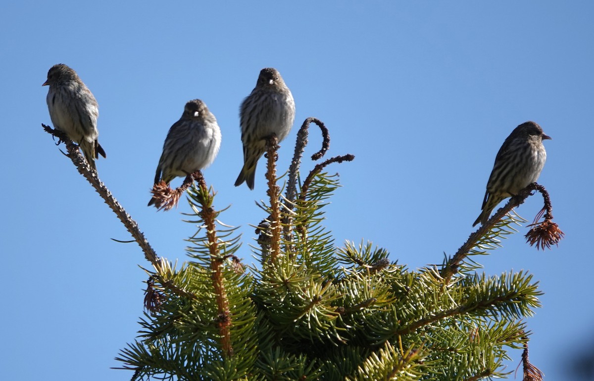 Pine Siskin - Kirsti Aamodt