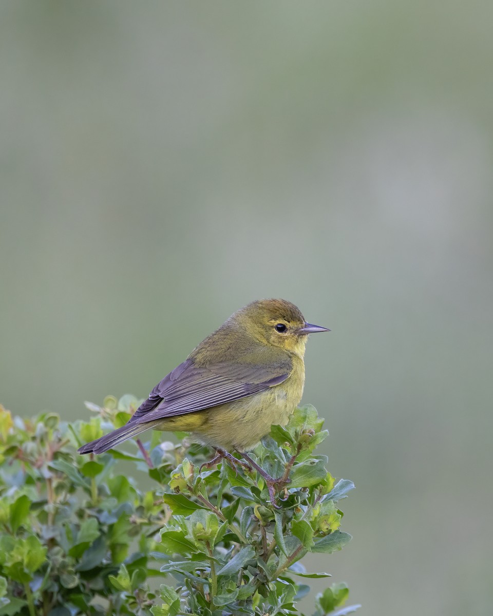 Orange-crowned Warbler - Gaurav Manglik