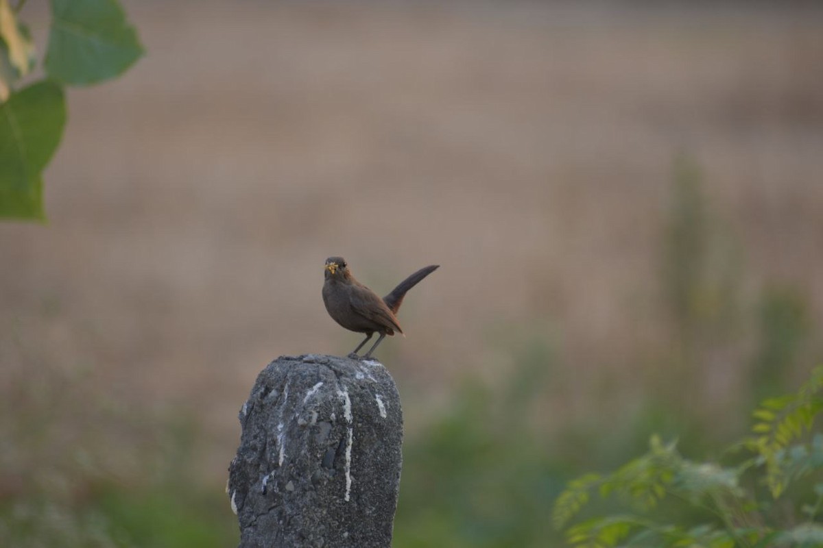 Brown Rock Chat - ML618945251