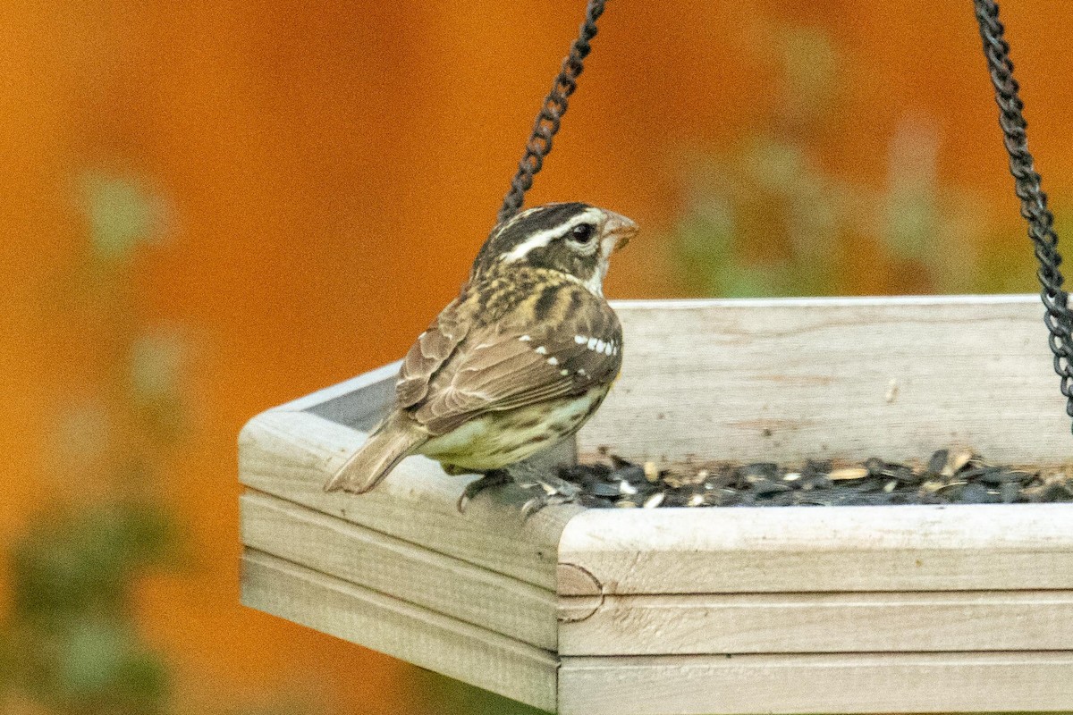 Rose-breasted Grosbeak - Jack Lehman