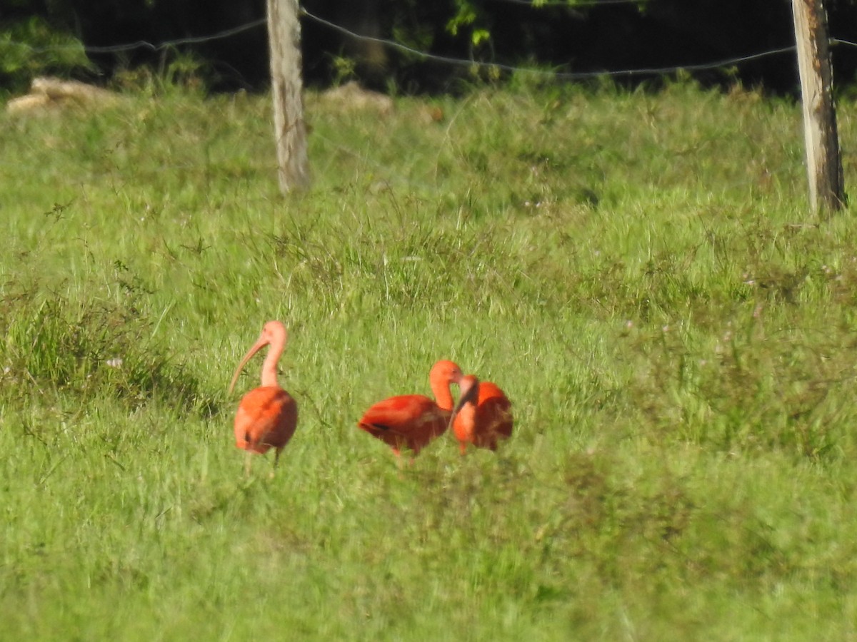 Scarlet Ibis - Michael Barragán