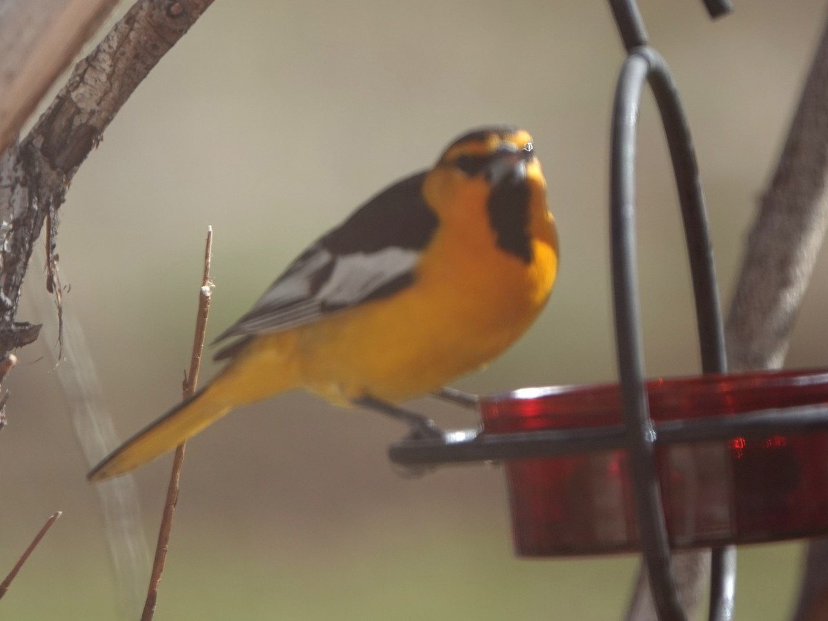 Bullock's Oriole - Kirsti Aamodt