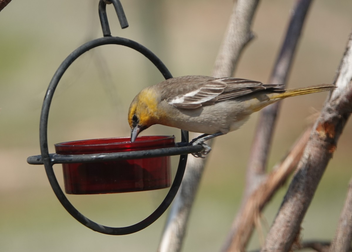 Bullock's Oriole - Kirsti Aamodt