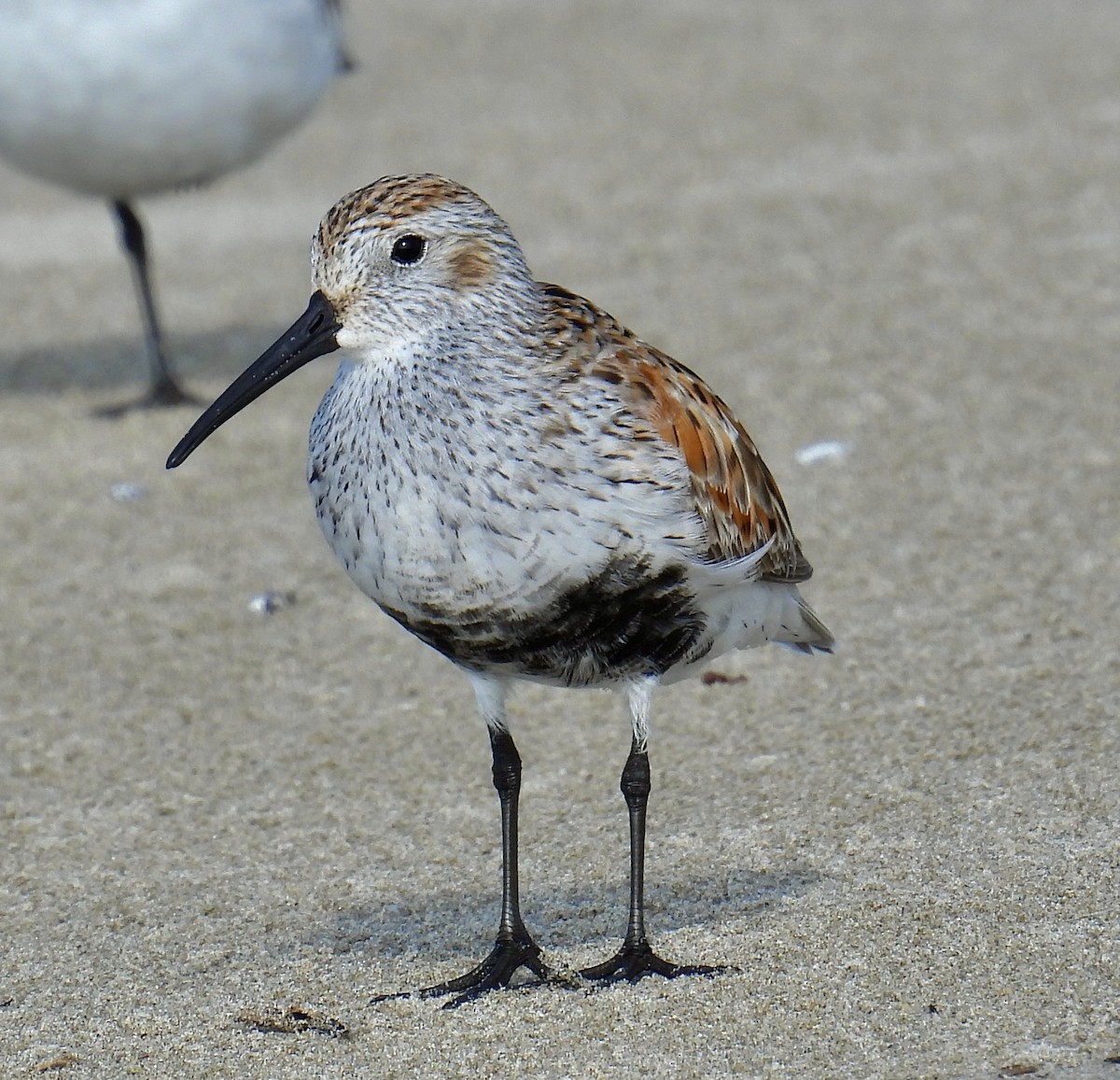 Dunlin - Van Remsen