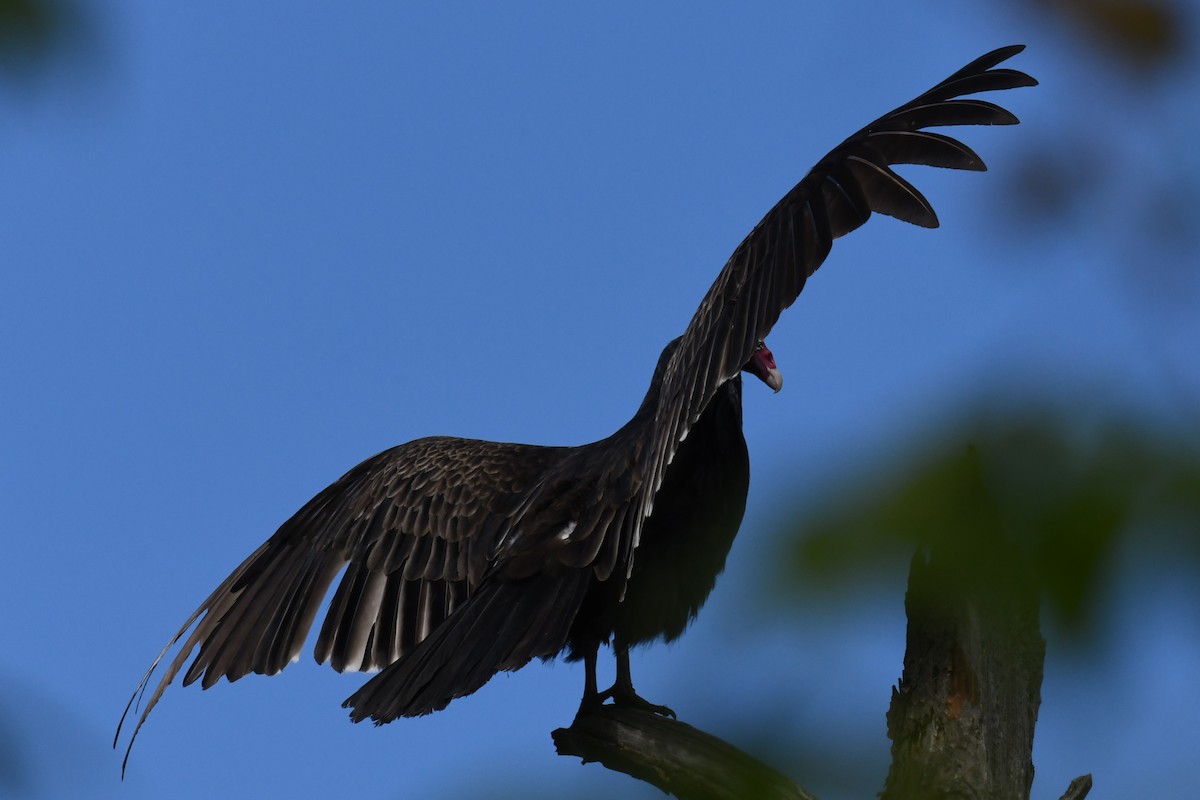 Turkey Vulture - ML618945393