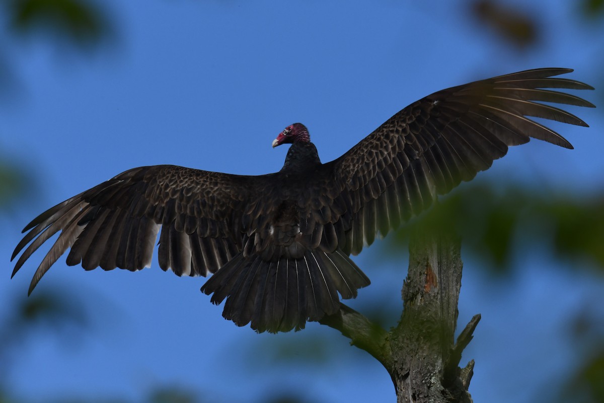 Turkey Vulture - ML618945394