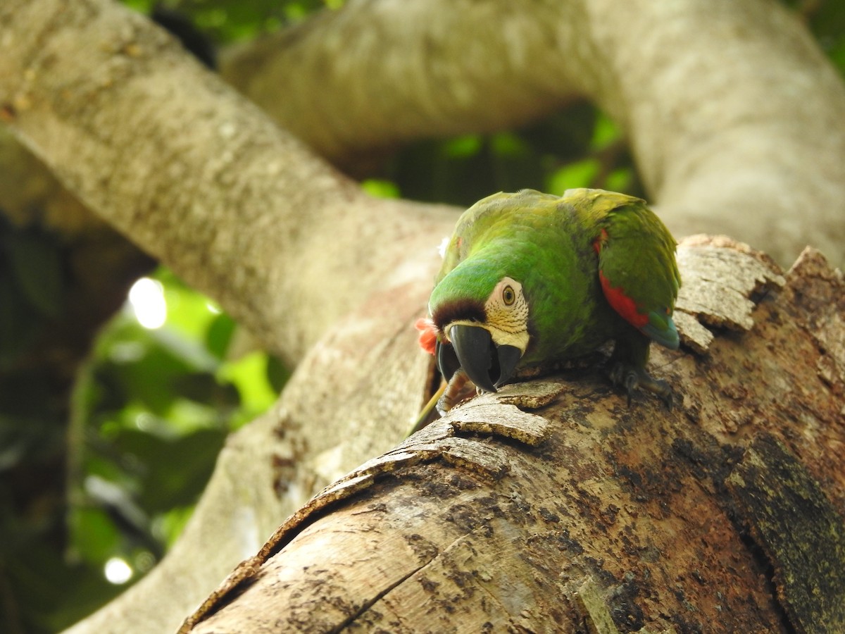 Chestnut-fronted Macaw - Michael Barragán