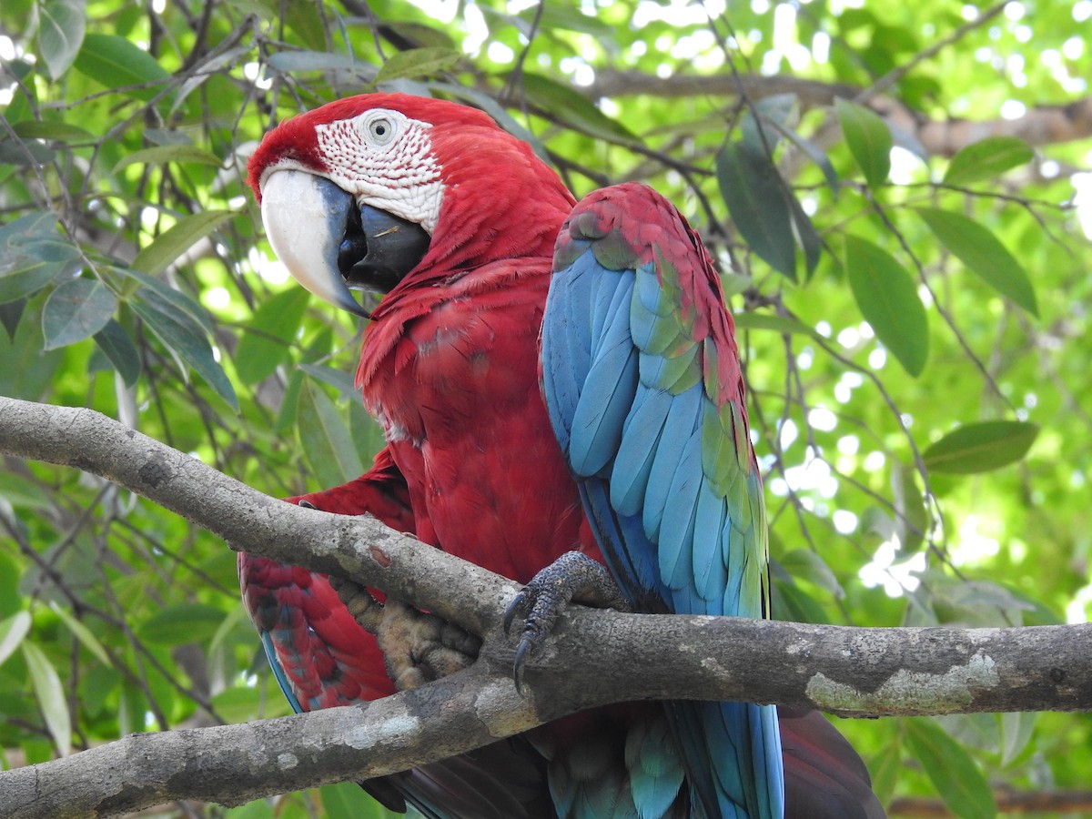Red-and-green Macaw - Michael Barragán