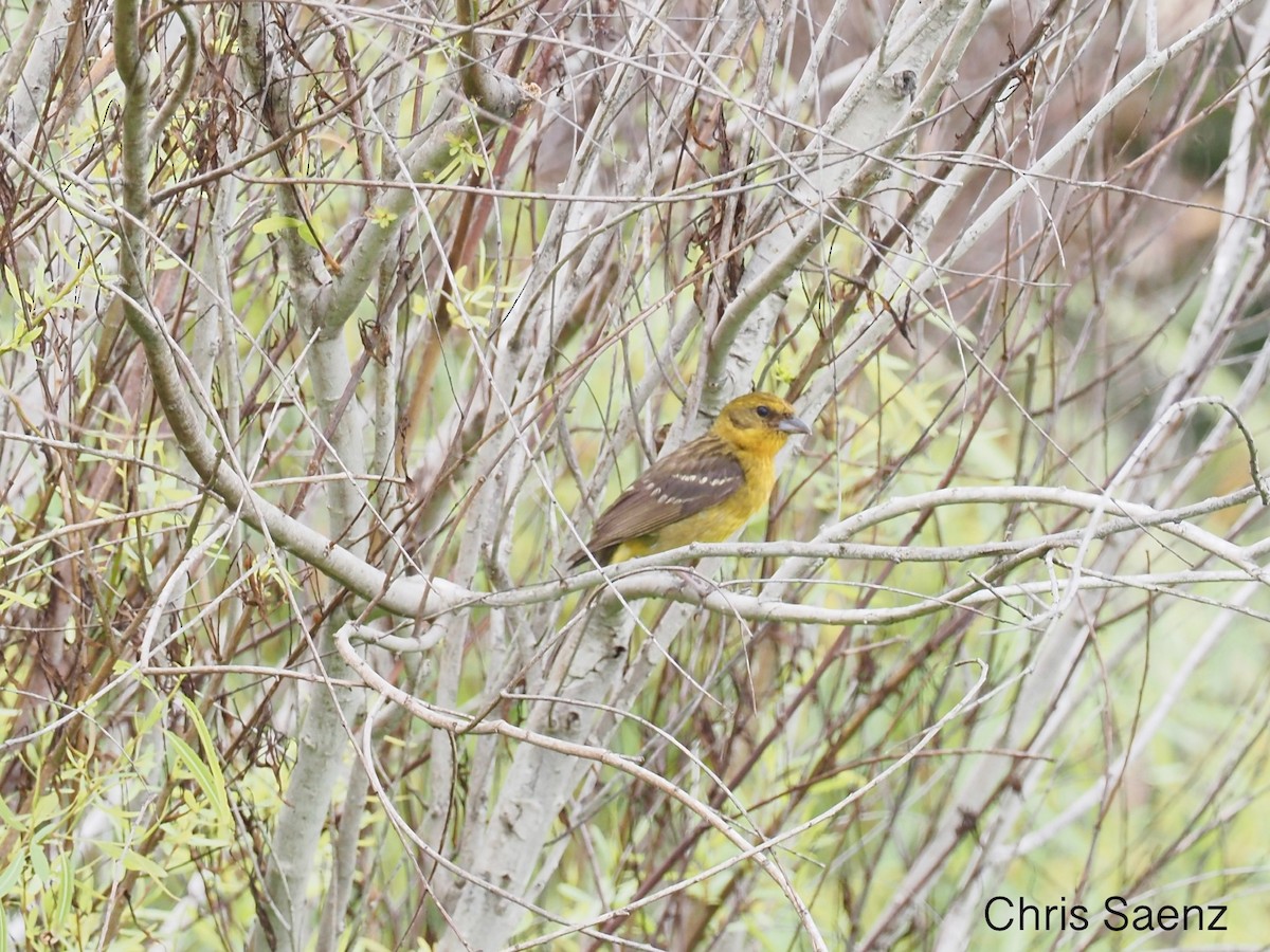 Flame-colored Tanager - Christopher Saenz