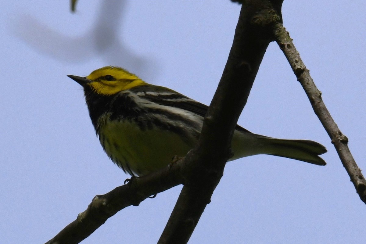 Black-throated Green Warbler - ML618945460