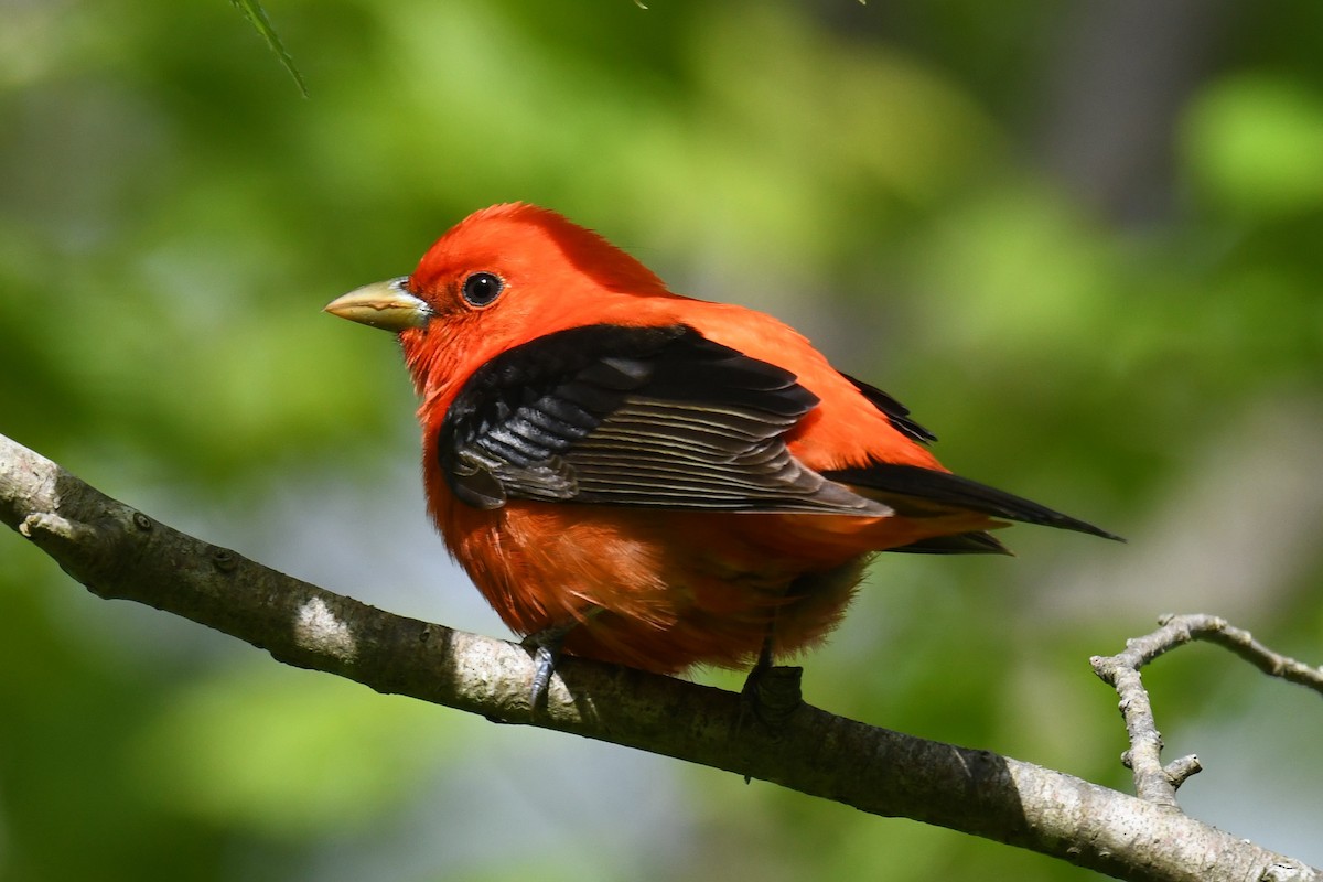 Scarlet Tanager - Joseph Sefter