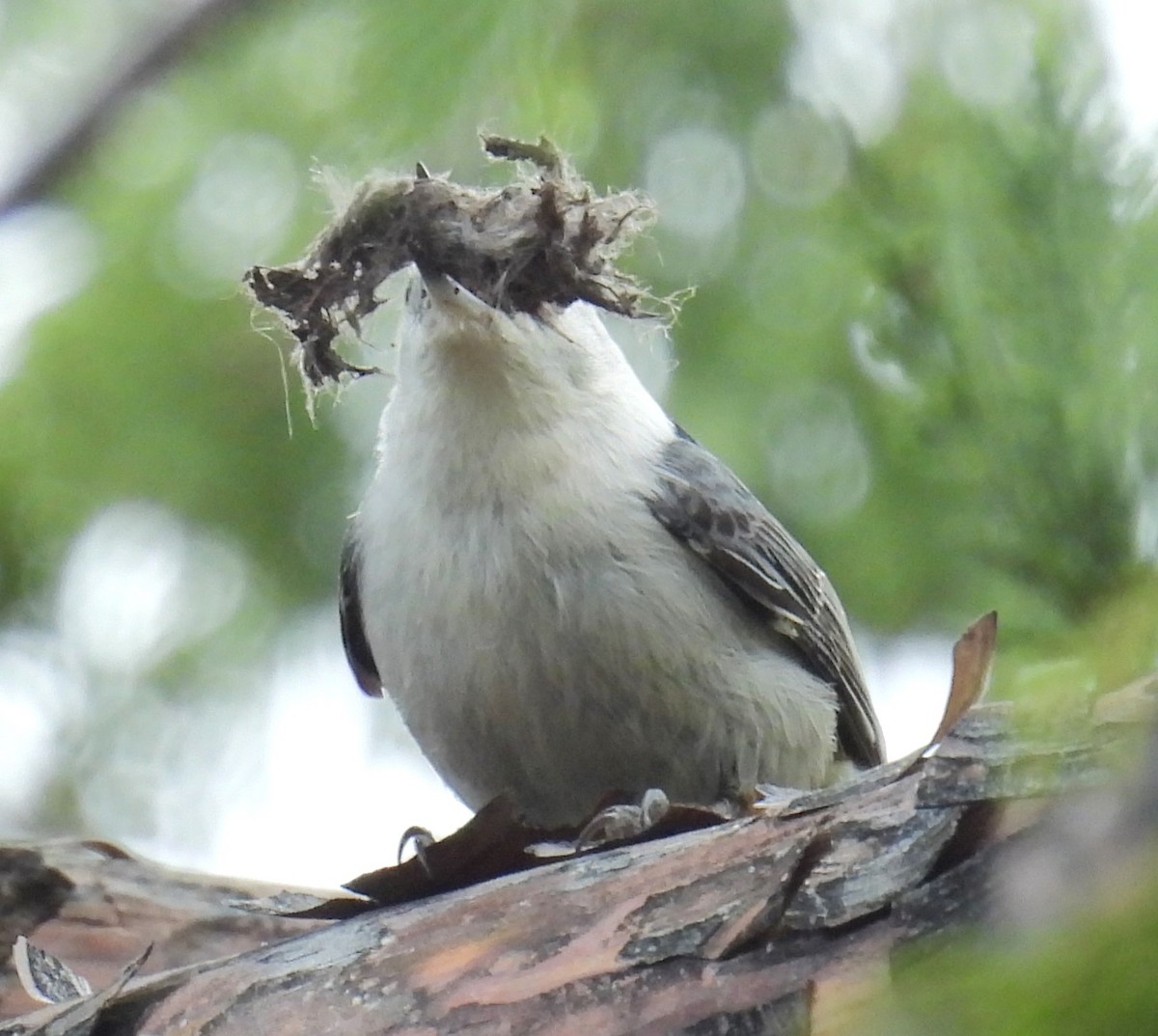 White-breasted Nuthatch - ML618945495