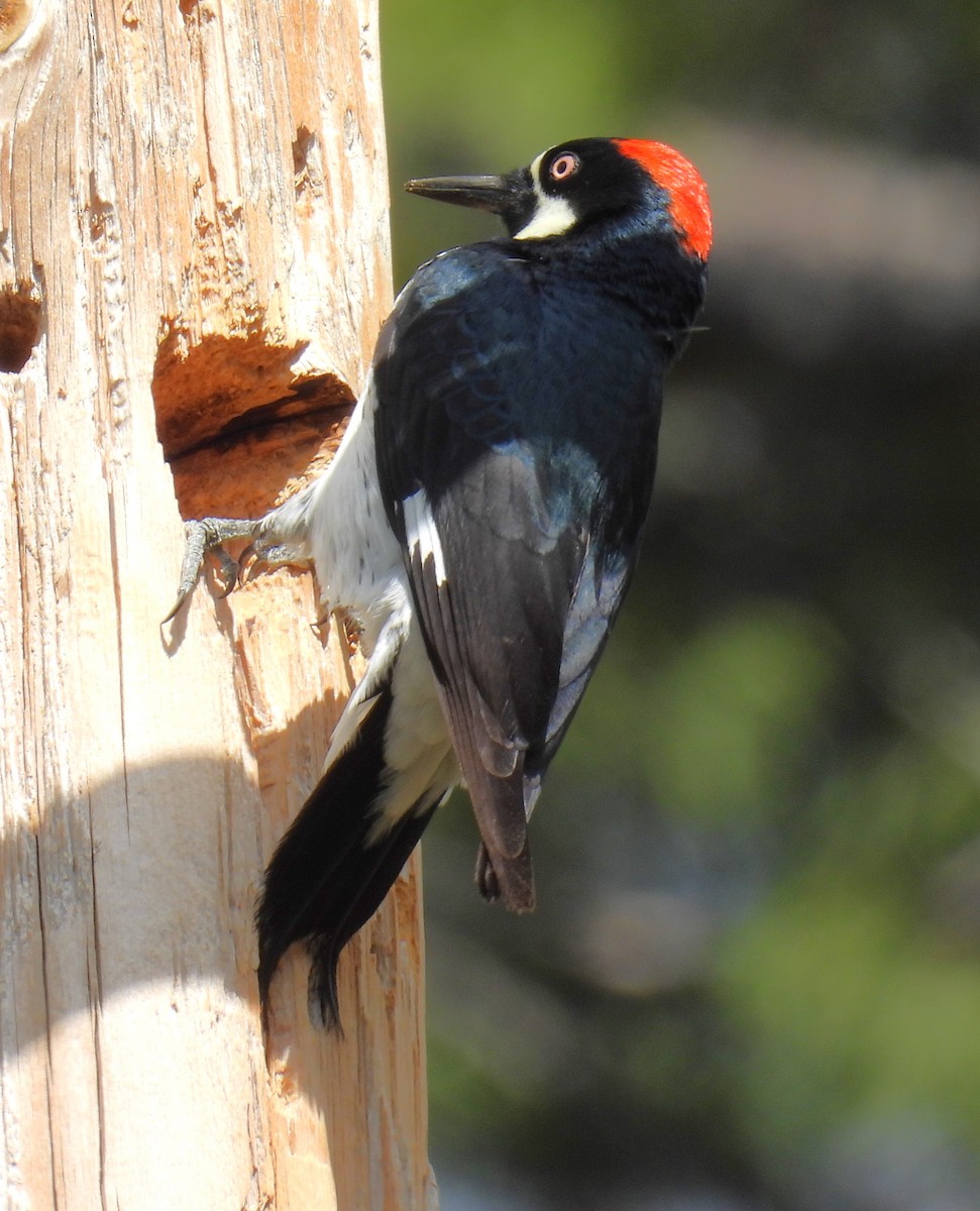 Acorn Woodpecker - ML618945515