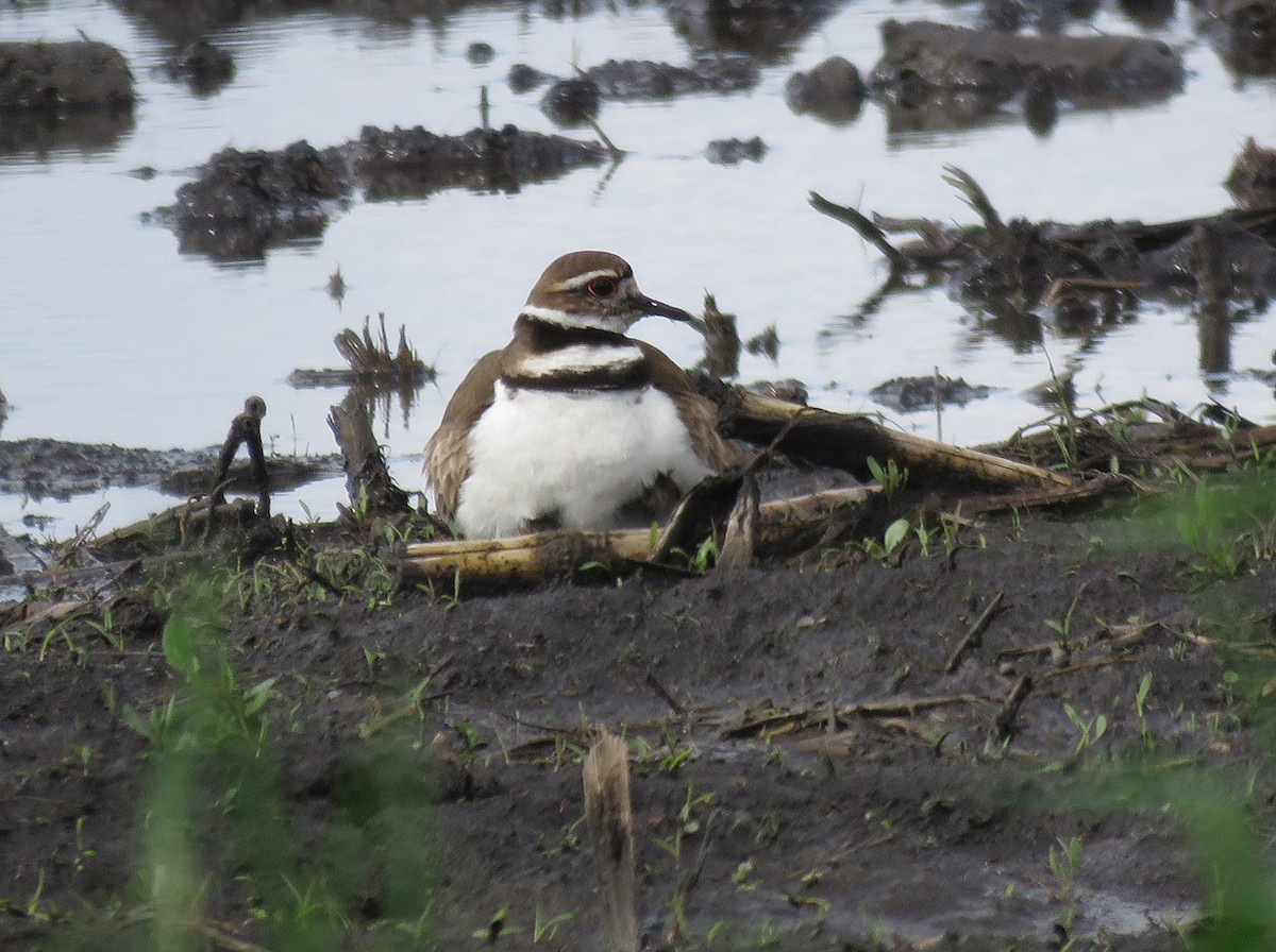 Killdeer - Thomas Schultz