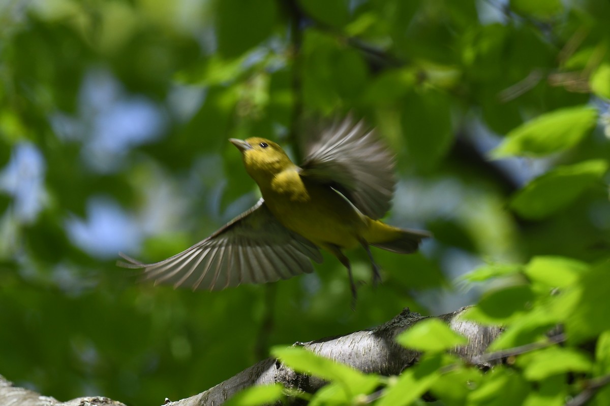 Scarlet Tanager - ML618945525