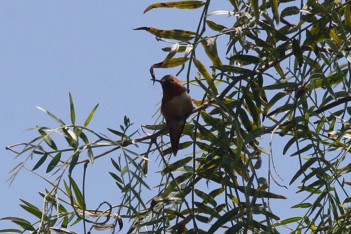 Allen's Hummingbird - Danielle Hobeika