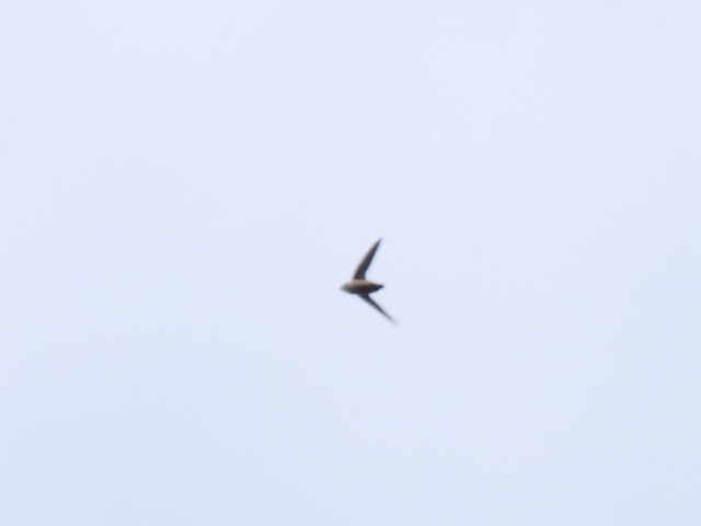 Chimney Swift - Joe McGill