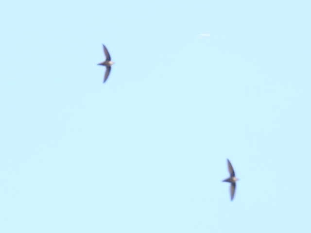 Chimney Swift - Joe McGill