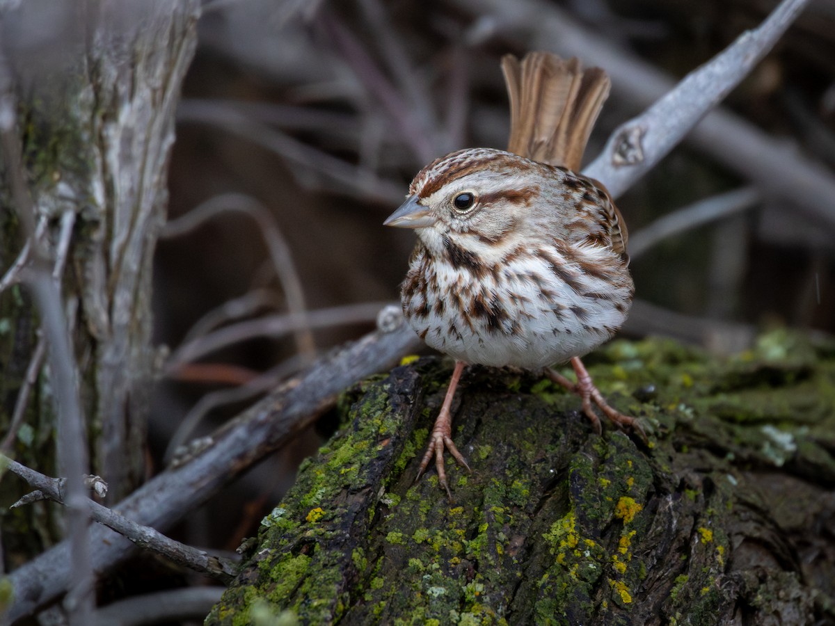 Song Sparrow - Rain Saulnier