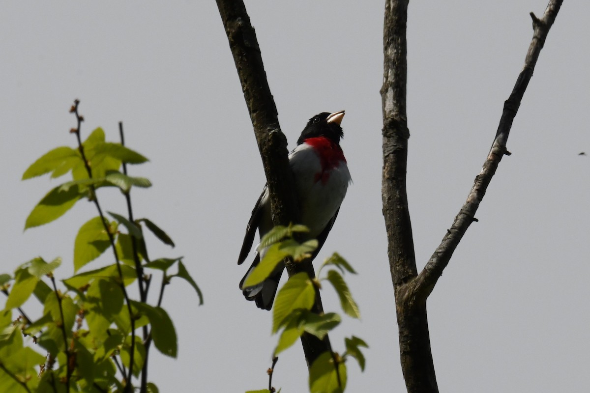 Rose-breasted Grosbeak - ML618945555