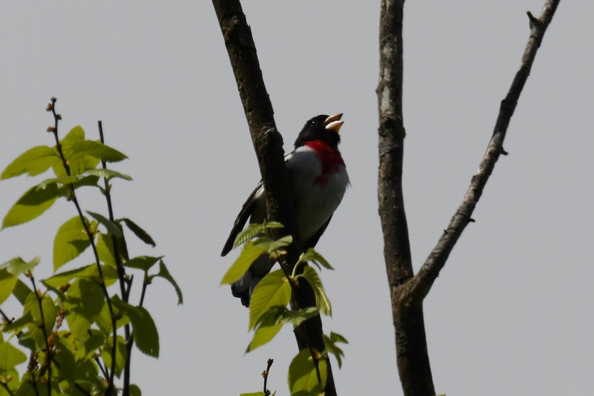 Rose-breasted Grosbeak - ML618945557