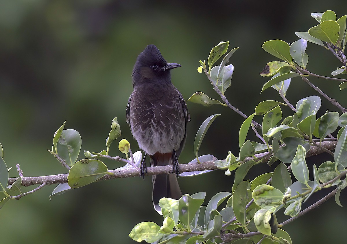 Red-vented Bulbul - ML618945558