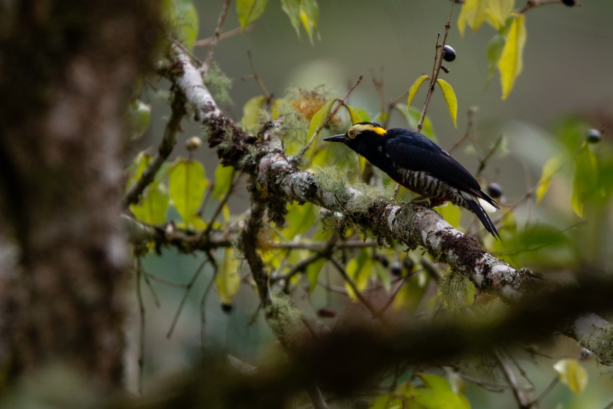 Yellow-tufted Woodpecker - Fundación Ecoturística Recetor Vive un Paraíso