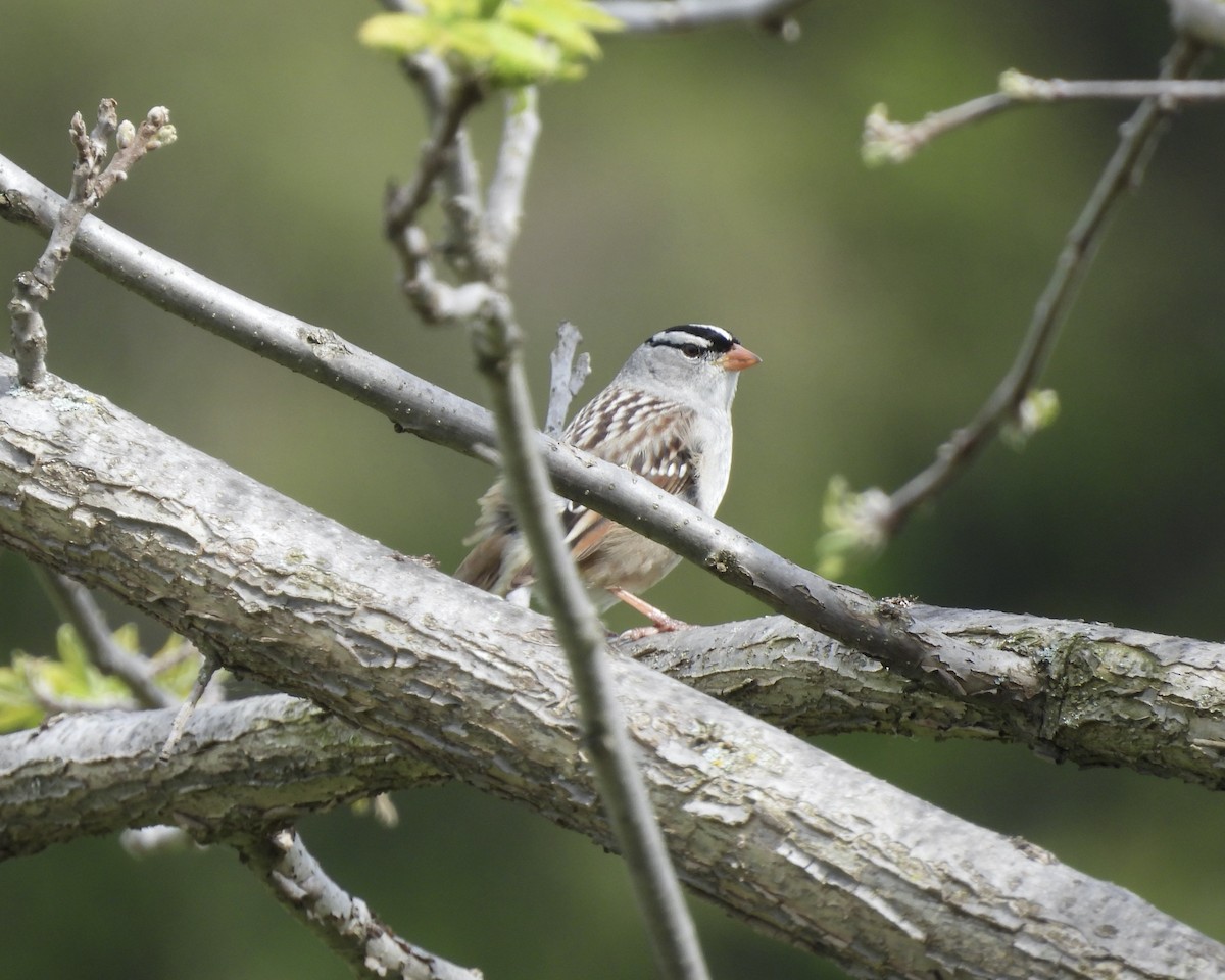 White-crowned Sparrow - Anita M Granger