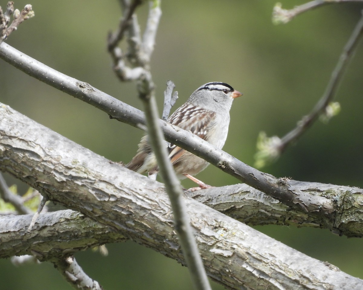 White-crowned Sparrow - Anita M Granger