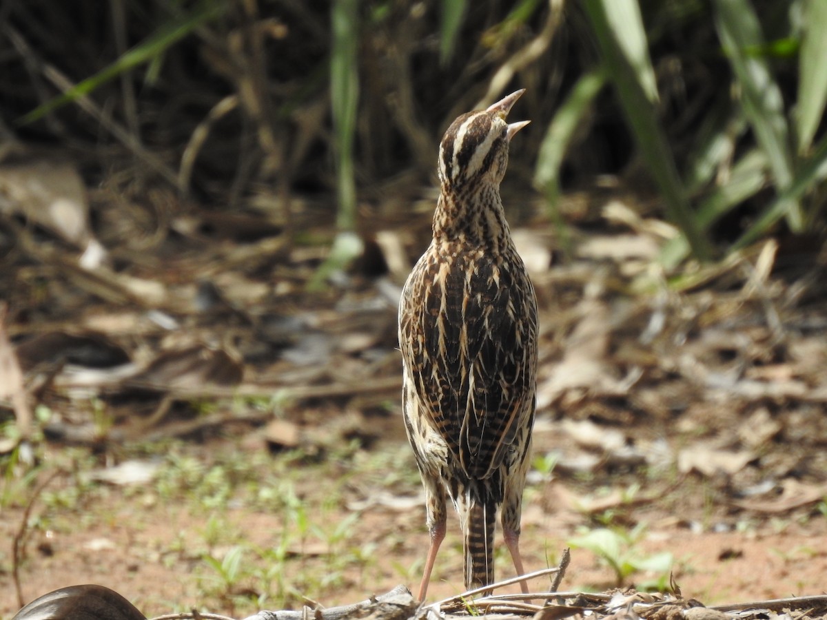 Eastern Meadowlark - Michael Barragán