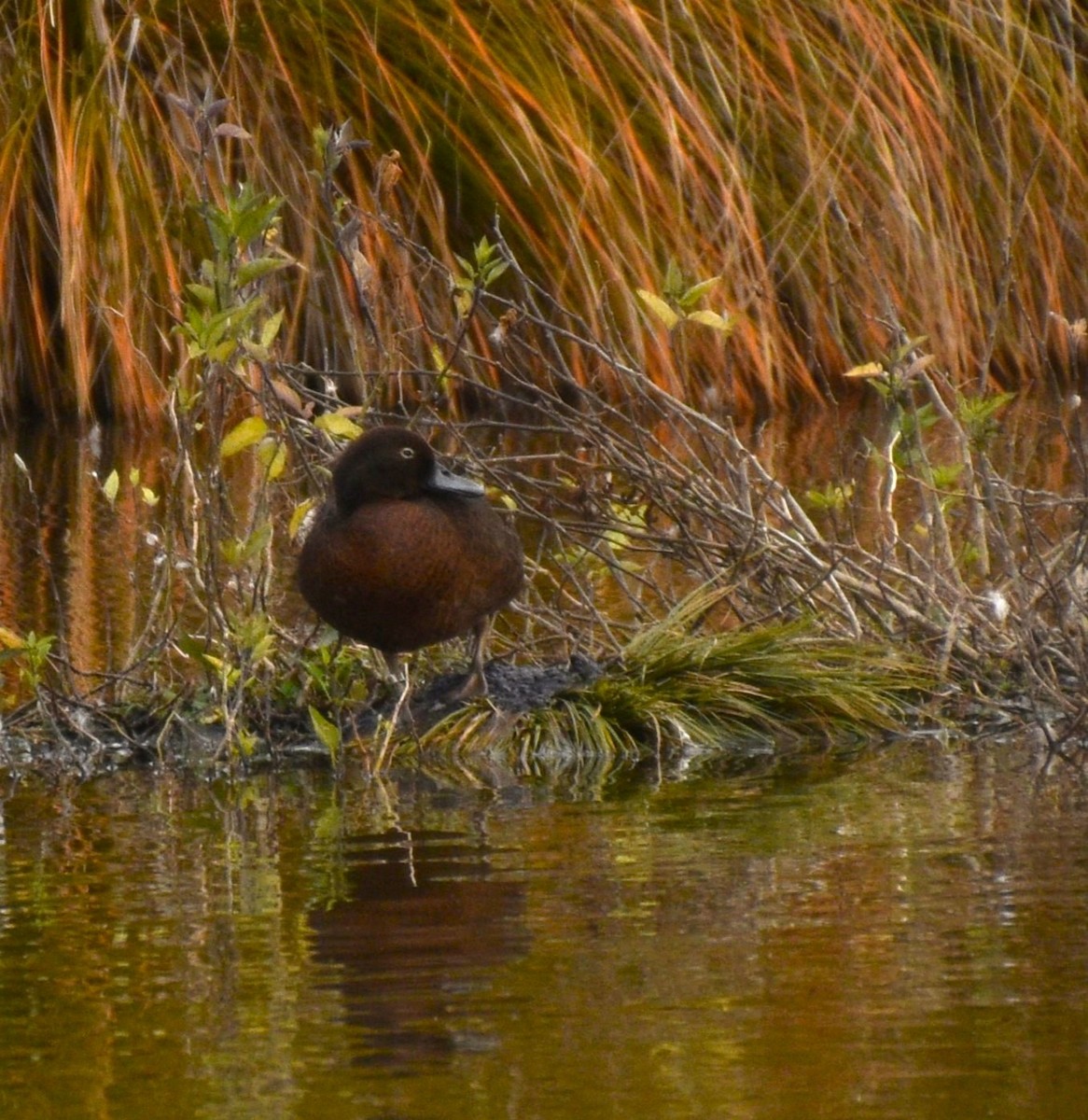 Brown Teal - Josh Brown