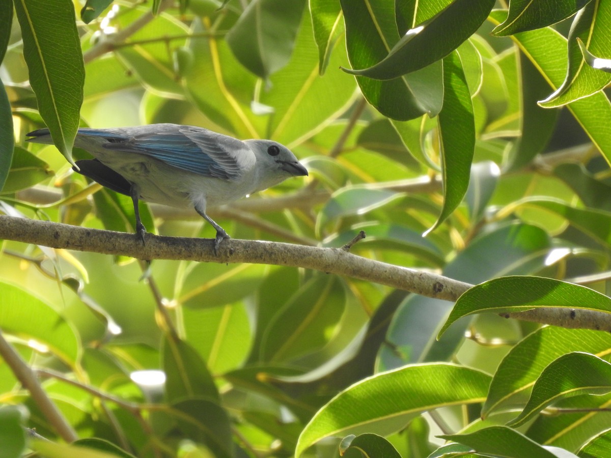 Blue-gray Tanager - ML618945612
