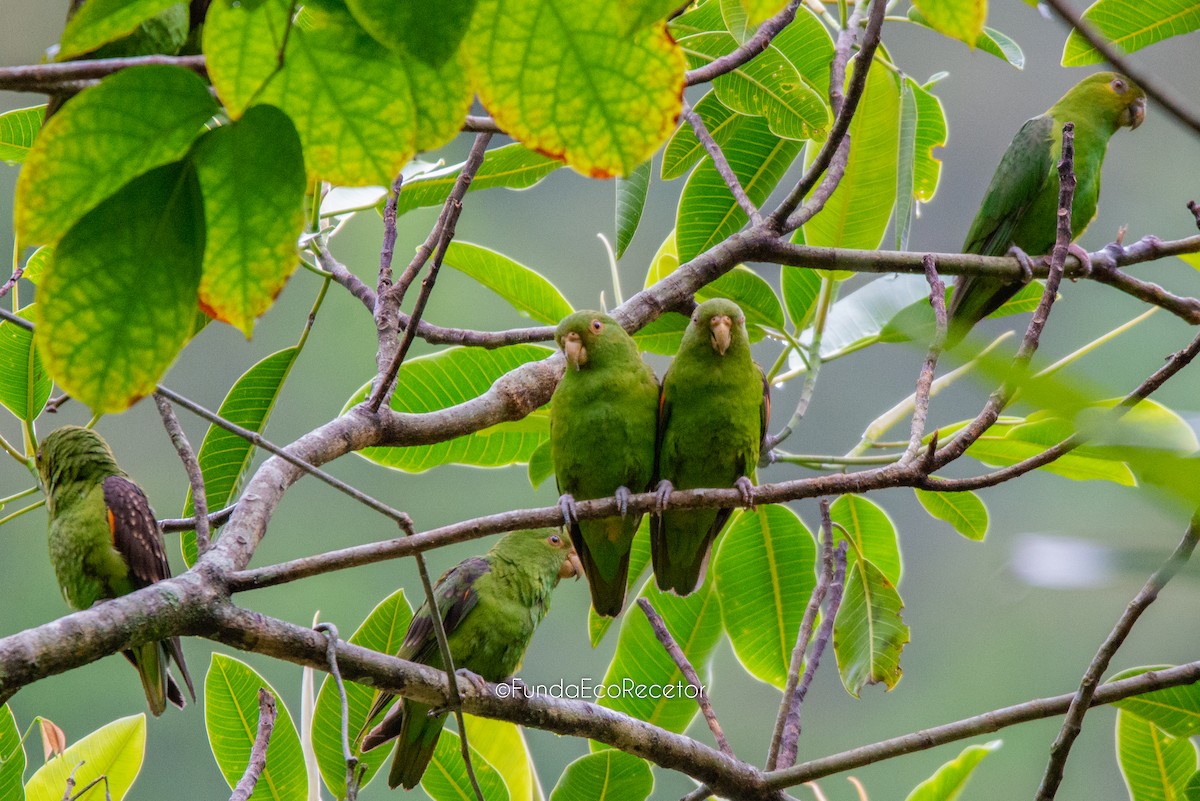 Spot-winged Parrotlet - Fundación Ecoturística Recetor Vive un Paraíso