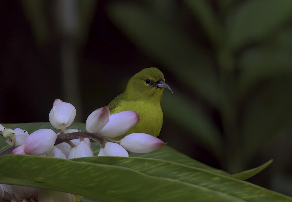Oahu Amakihi - Mandy Talpas -Hawaii Bird Tours