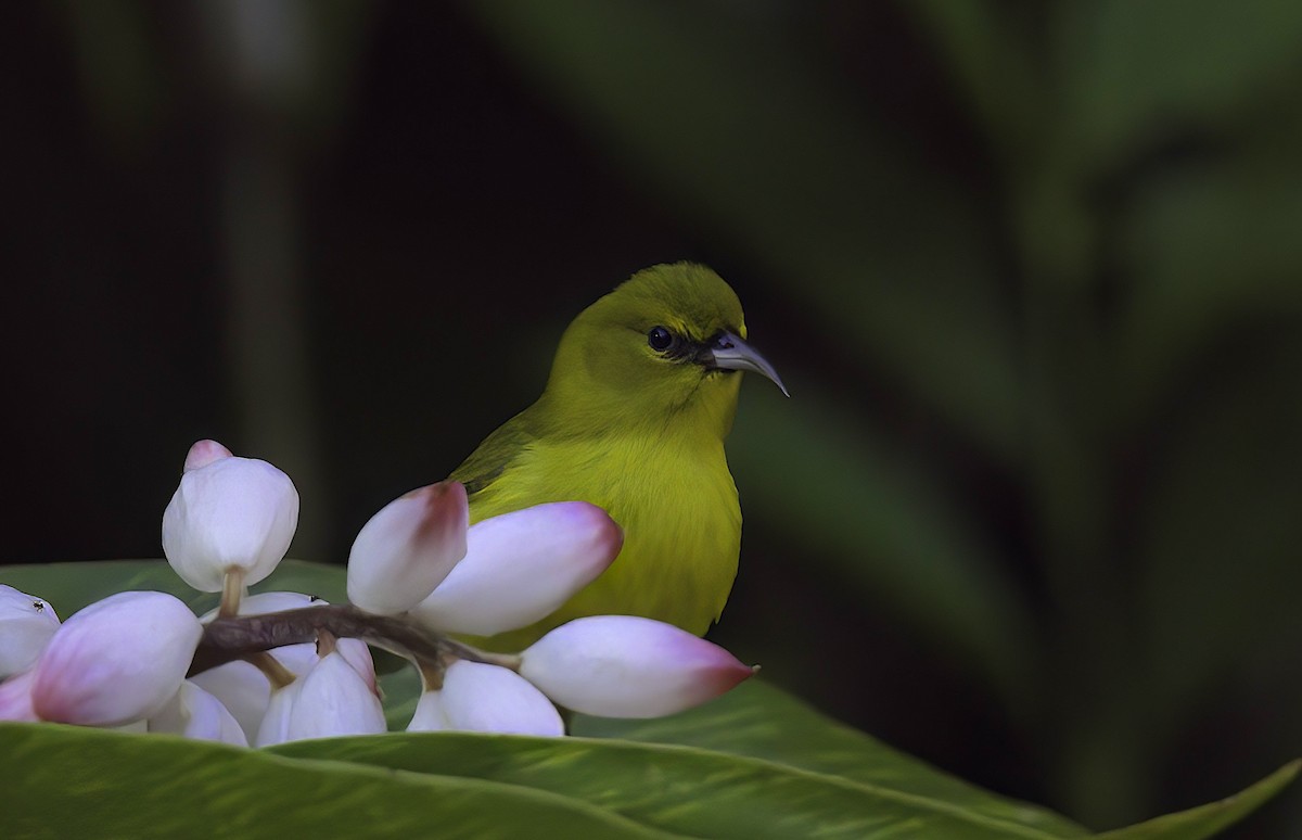 Oahu Amakihi - Mandy Talpas -Hawaii Bird Tours