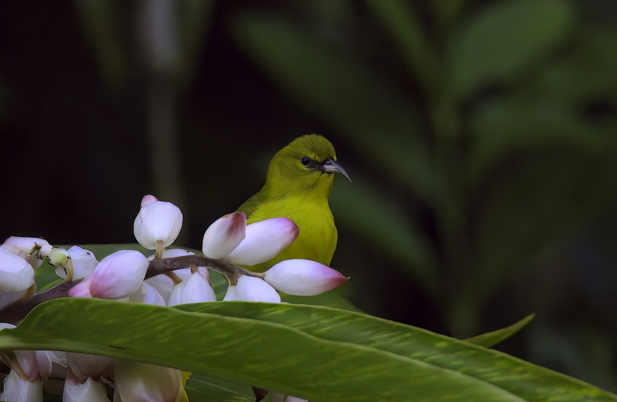 Oahu-Amakihikleidervogel - ML618945625
