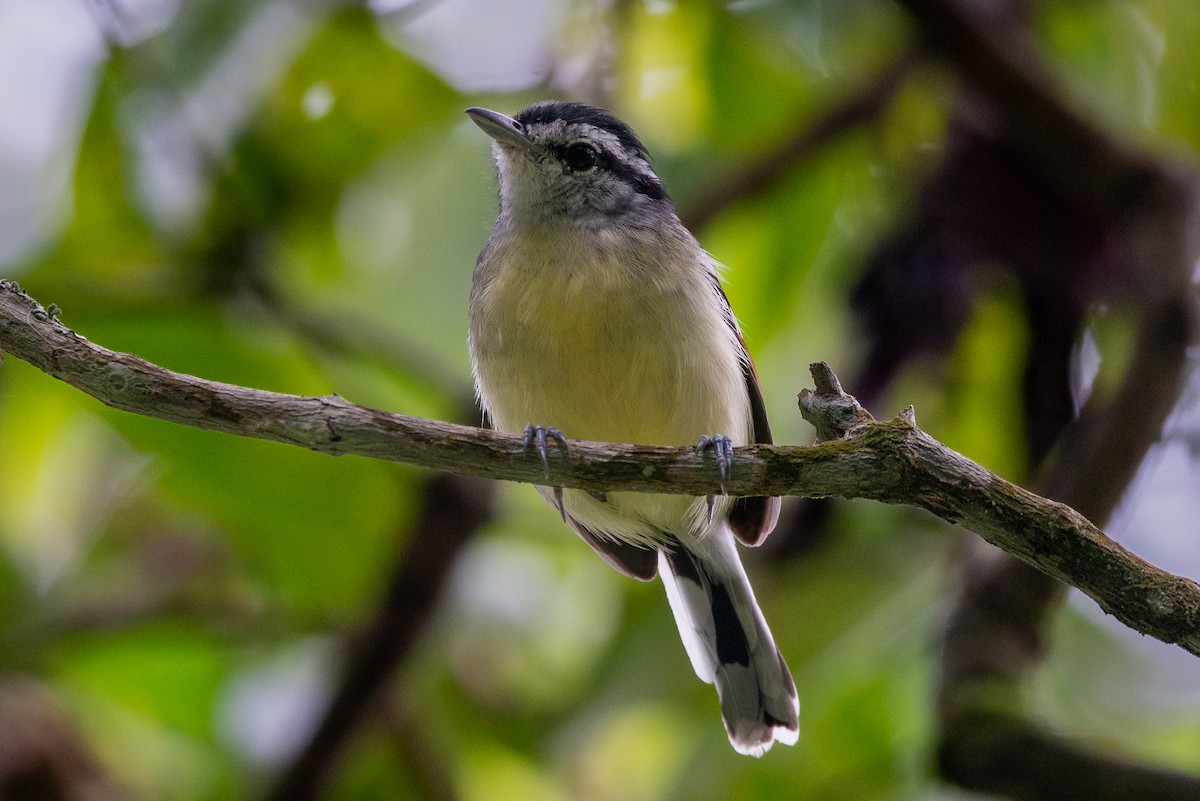 Rusty-winged Antwren - ML618945626