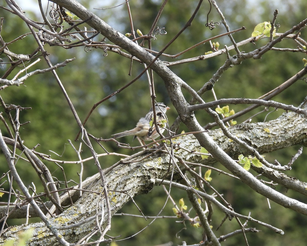 White-crowned Sparrow - ML618945628