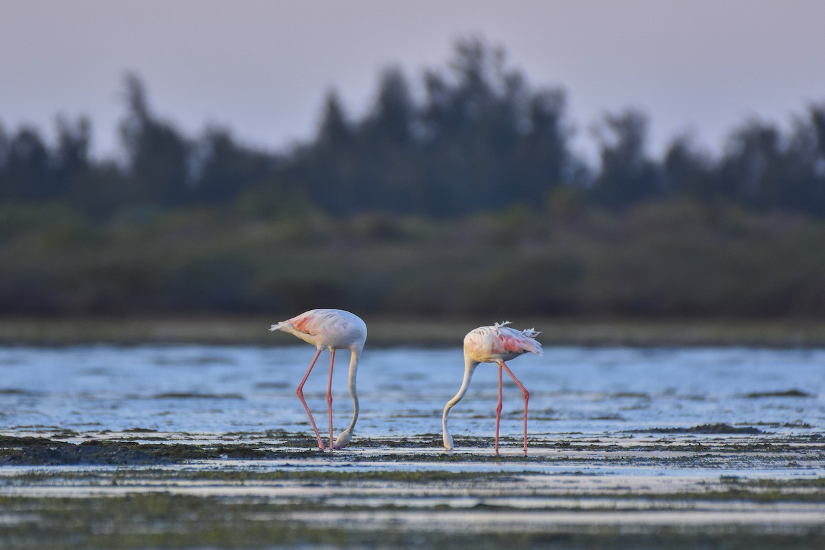 Greater Flamingo - Sabarish  D