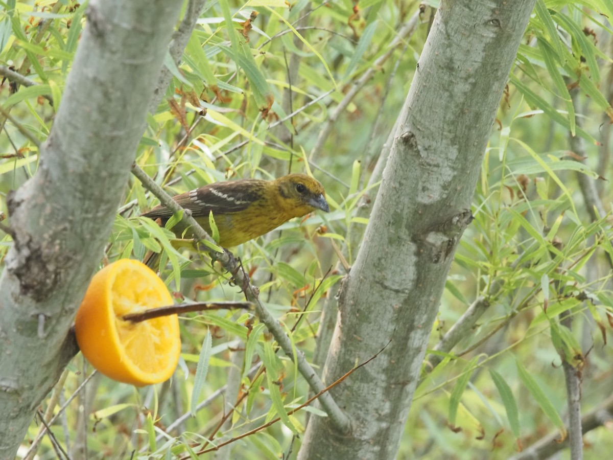 Flame-colored Tanager - Christopher Saenz