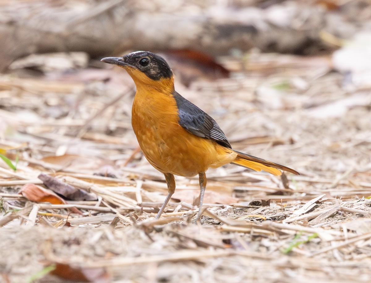 White-crowned Robin-Chat - Marie Lister