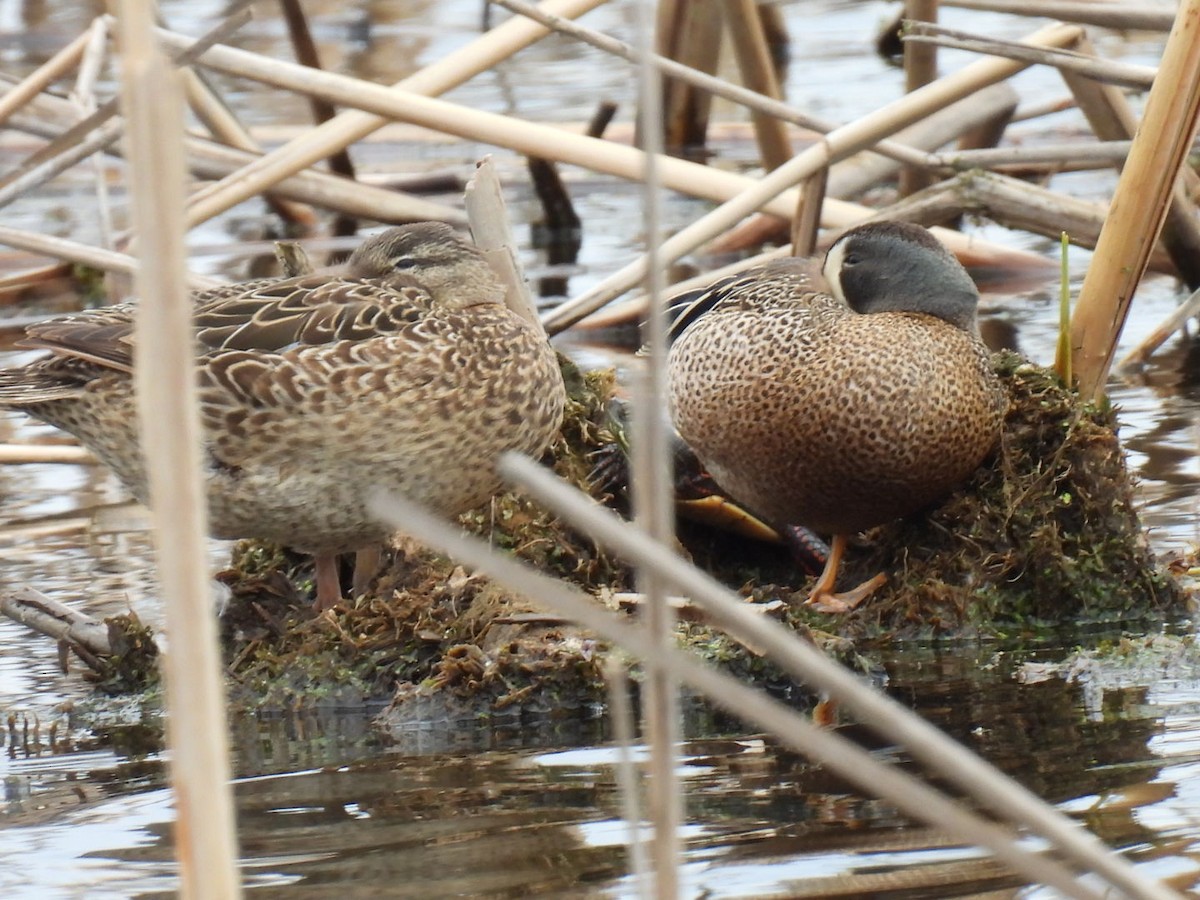 Blue-winged Teal - Joe McGill