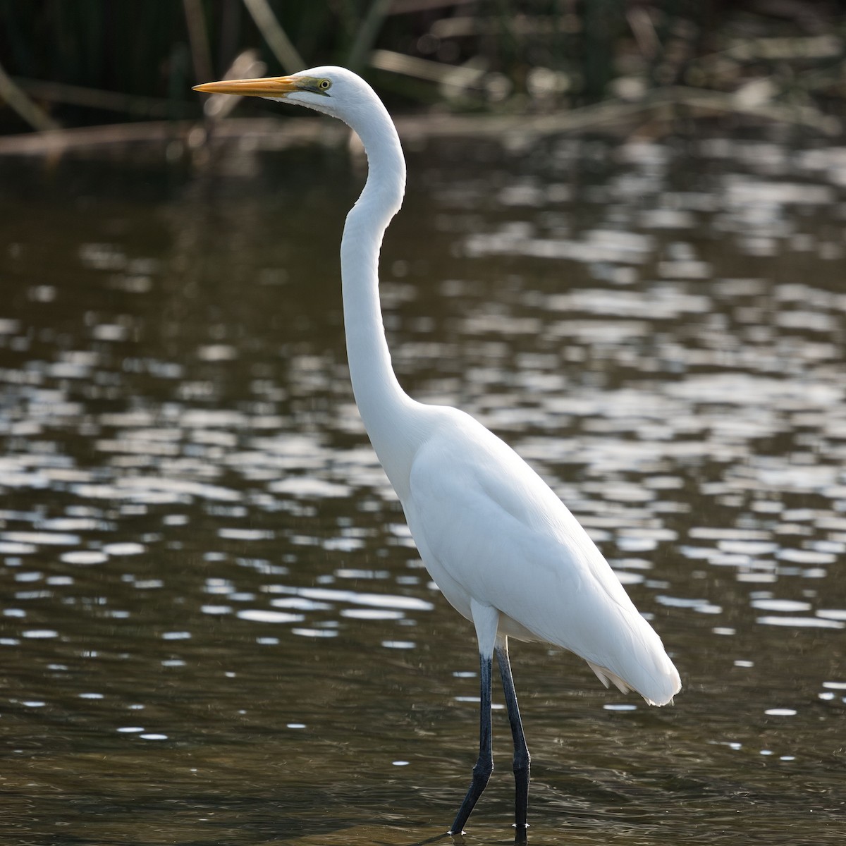 Great Egret - Mark Pronger