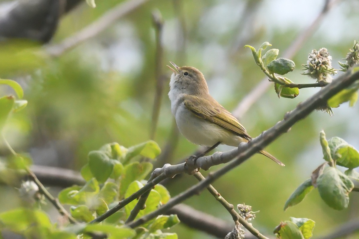 Western Bonelli's Warbler - Chiusi Alessio Pietro