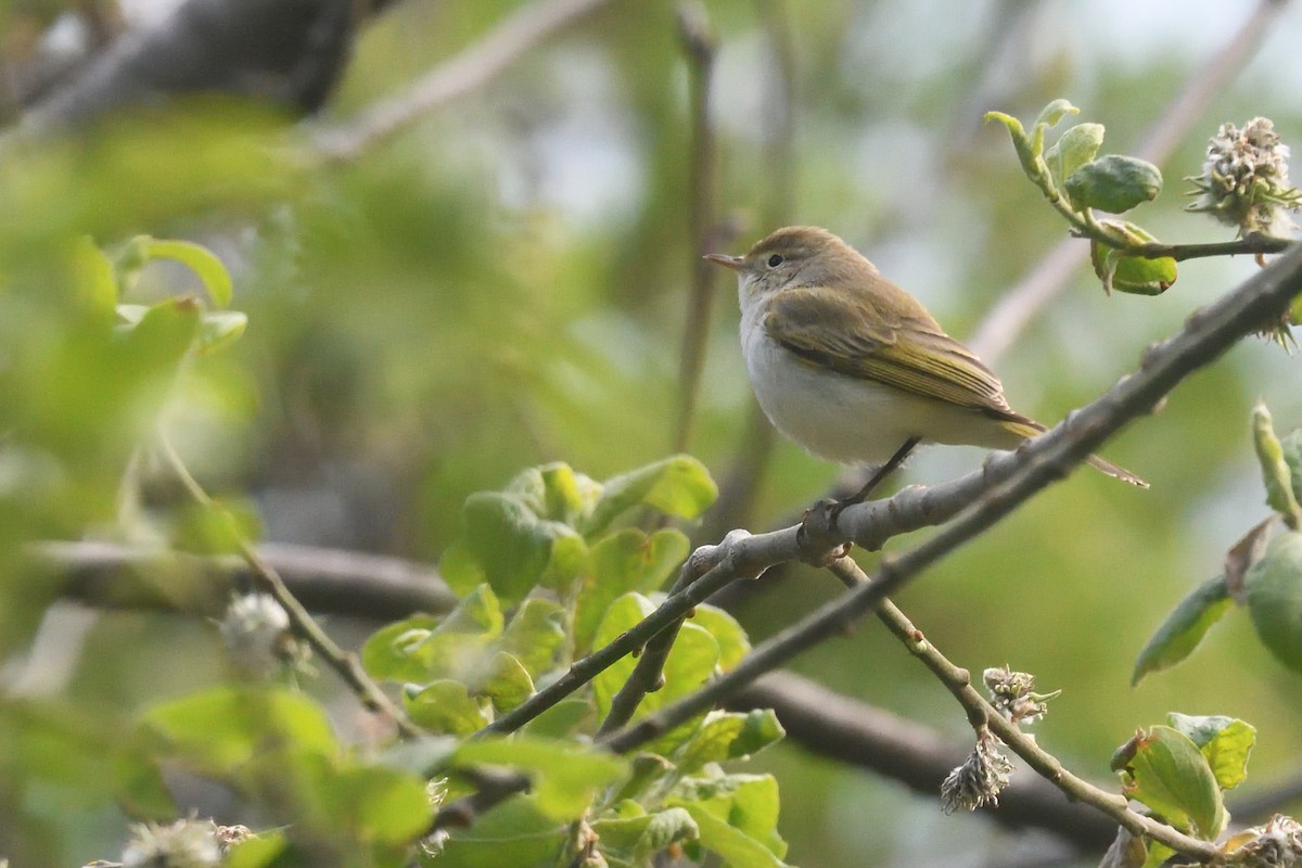 Western Bonelli's Warbler - Chiusi Alessio Pietro